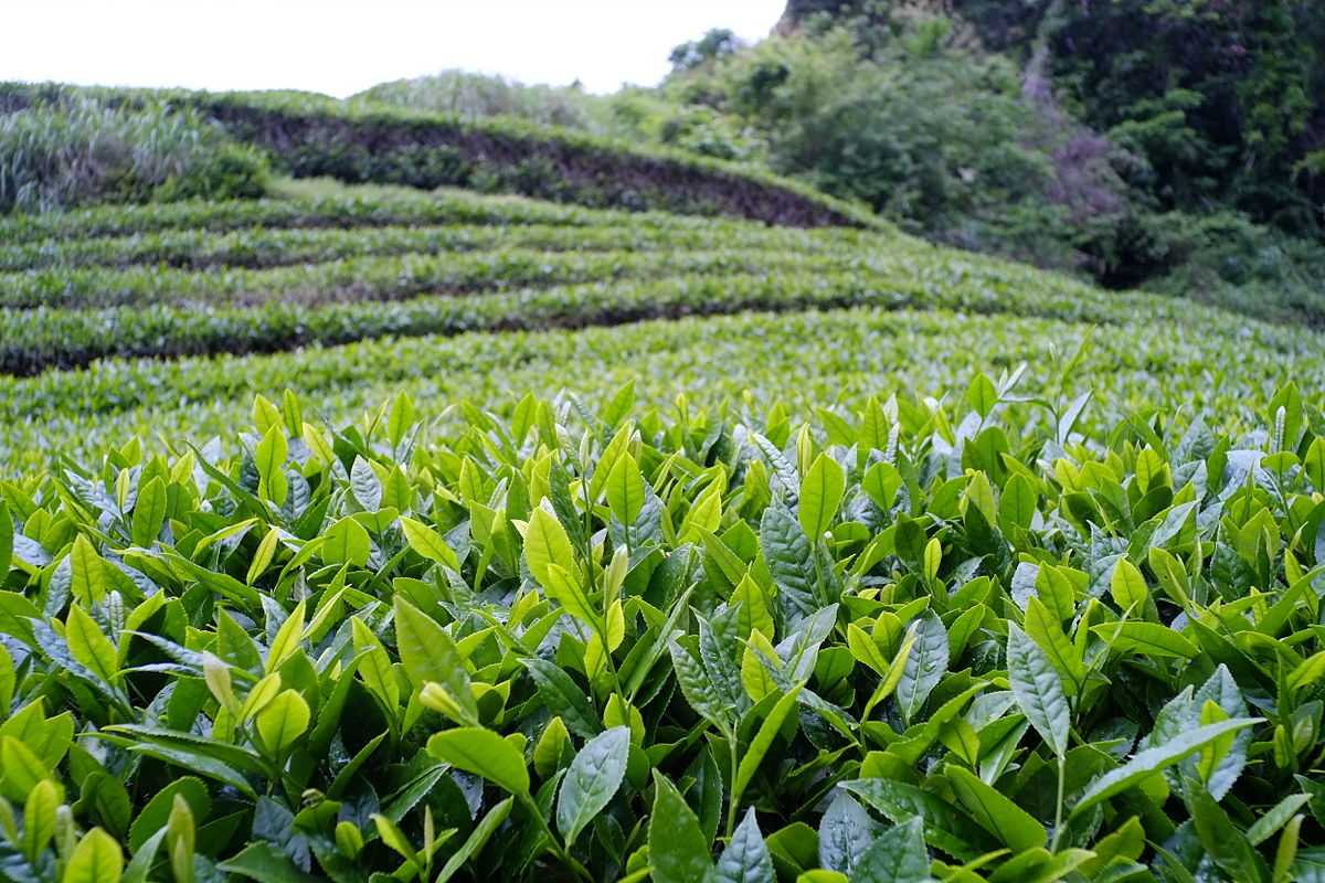 茶园在特里普拉邦