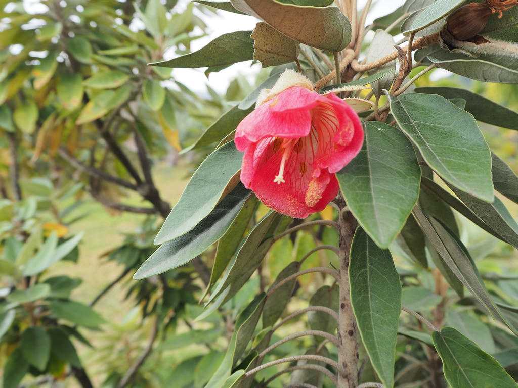 毛里求斯野生动物Trochetia Bouyoniana