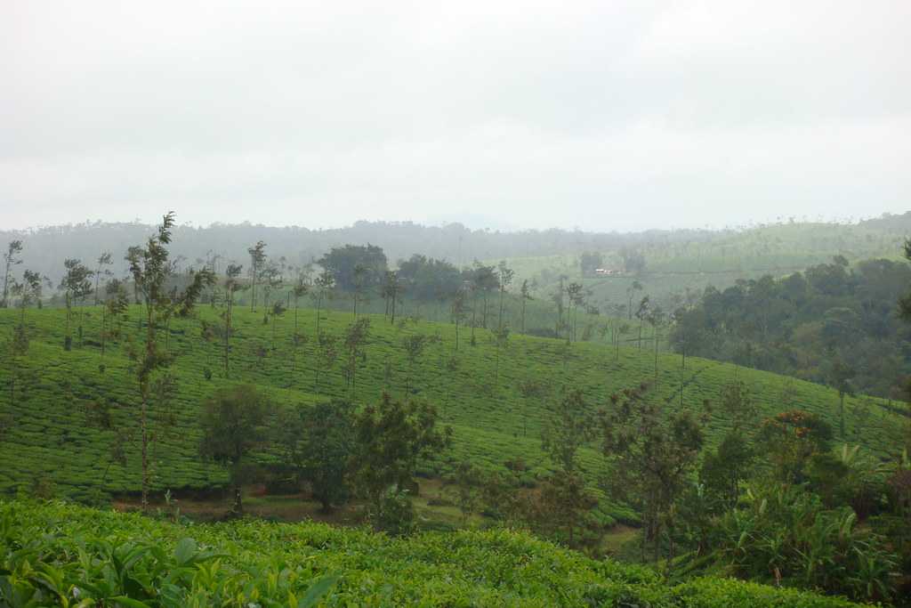 茶园在Coorg